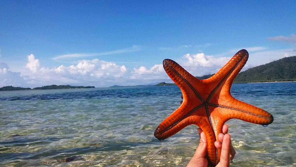 Starfish Island Puerto Princesa Palawan